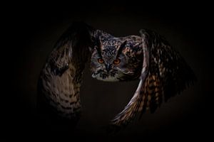 Eulen: Flying Eagle Owl von Marjolein van Middelkoop