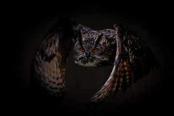 Owls: Flying Eagle Owl by Marjolein van Middelkoop