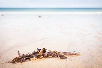 Küstenlandschaft mit angeschwemmtem Seegras von Marjan Schmit Visser