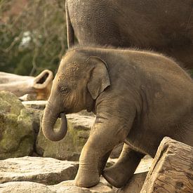 Jonge olifant bij kudde van Richard Zeinstra