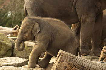 Jonge olifant bij kudde