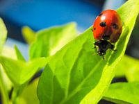 Ladybird