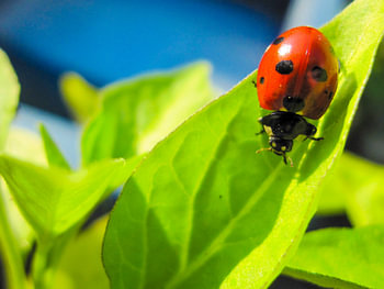 Ladybird