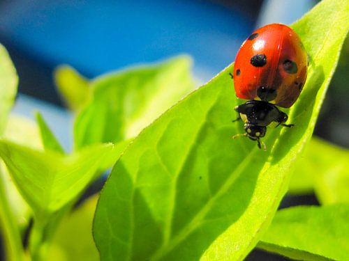Coccinelle