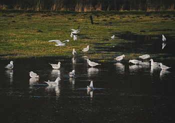 Water Gathering – Witte vogels op stil water | Rustige natuurfotografie met zachte reflecties