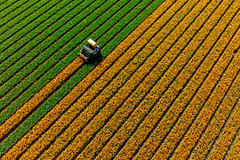 A tulip field seen from the air by Keesnan Dogger Fotografie