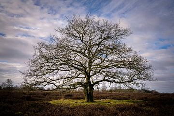 Baum im Balloerveld von Bo Scheeringa Photography