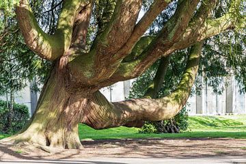 Monumentale oude boom van Hilda Weges