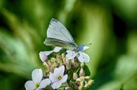 Traum-Schmetterling von FotoGraaG Hanneke Miniaturansicht
