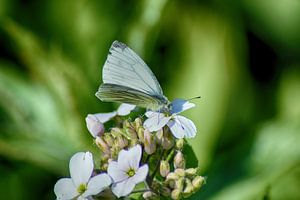 Traum-Schmetterling