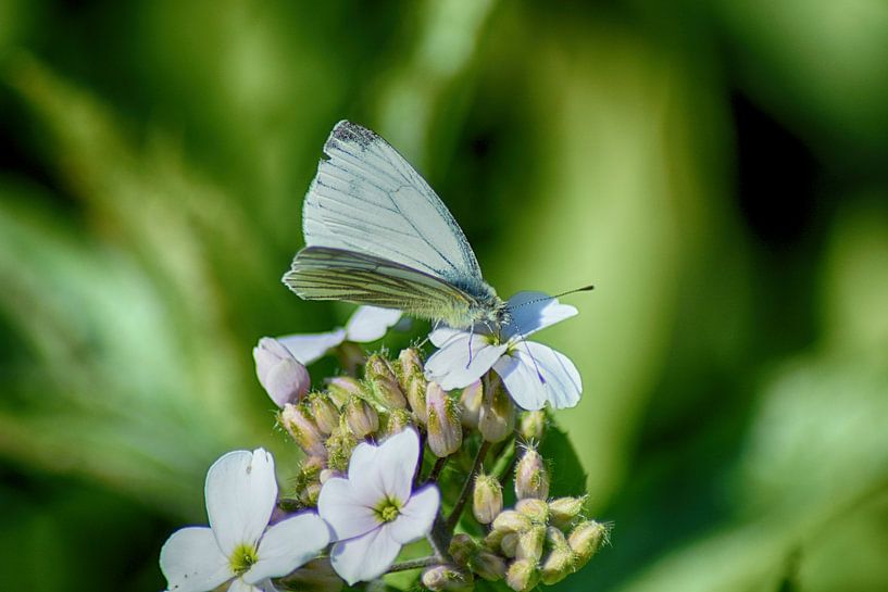 Dream Butterfly by FotoGraaGHanneke