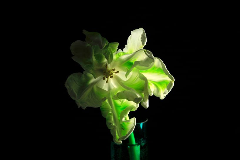 Tulpe in einer Vase von Thomas Jäger