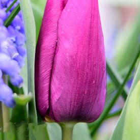 Eine rote Tulpe von Gerard de Zwaan