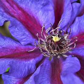 Paarse Clematis in volle glorie by DoDiLa Foto's