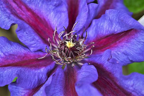 Paarse Clematis in volle glorie van DoDiLa Foto's