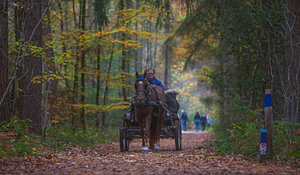 Forêt