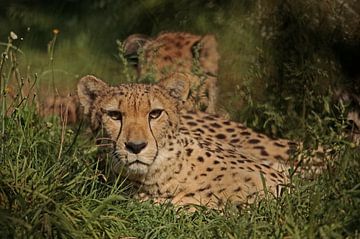 Cheeta von Frank Smedts