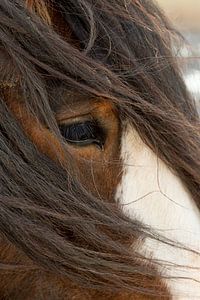 Paard in winters guur weer von Jani Moerlands