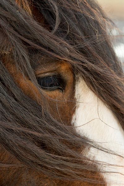 Paard in winters guur weer van Jani Moerlands
