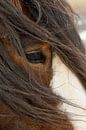 Paard in winters guur weer van Jani Moerlands thumbnail