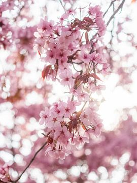 Japanese Cherry Blossom by Martijn Wit