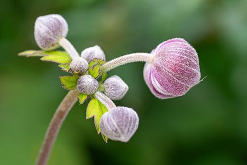 Boutons floraux de l'anémone du Japon. sur René Weijers
