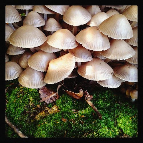 Paddestoelen op bedje van mos