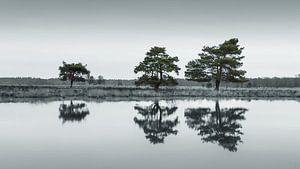 Le parc national du Dwingelderveld