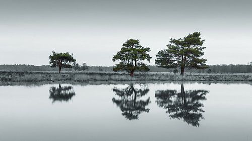 Het Nationaal Park Dwingelderveld