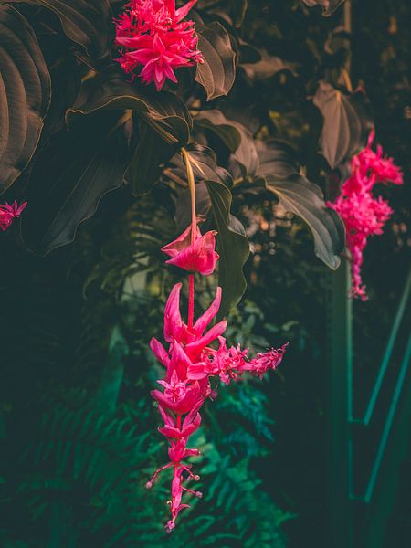 Tropische bloem in bloei van Mick van Hesteren