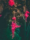 Tropische bloem in bloei van Mick van Hesteren thumbnail