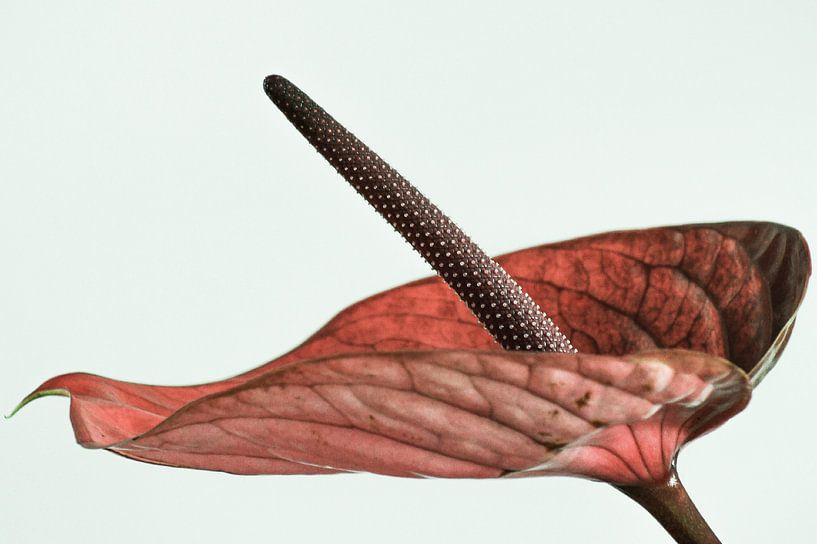 Flamingoplant 2.0 van Niek Traas