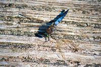 Libelle in rust