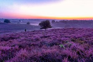 Purple Morning