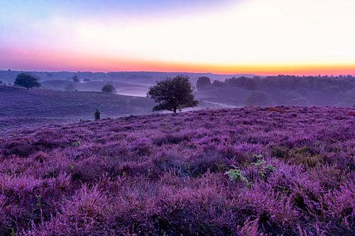 Violetter Morgen