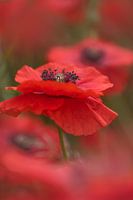 Poppie Liebe