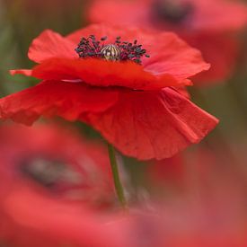 Poppie love van Foto A de Jong