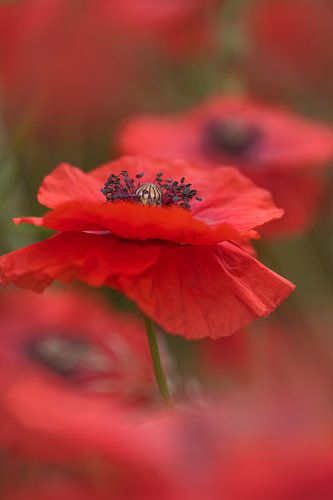 L'amour de Poppie sur Foto A de Jong