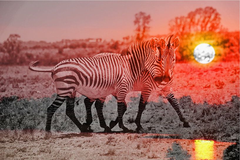 Zebra Liebe bei Sonnenuntergang thula-art von Barbara Fraatz