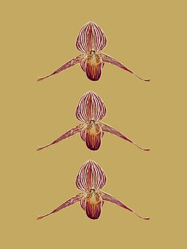 Das Gold der Kinabalu-Orchidee von Studio Carper