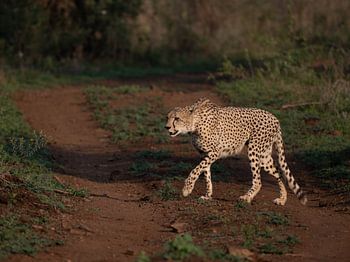 Auf der Suche nach Frühstück