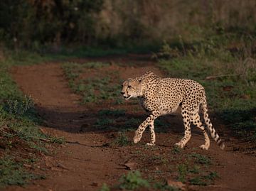 Looking for breakfast by Katinka Mann