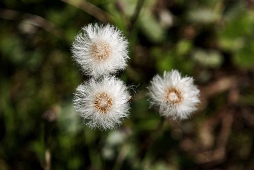 Uitgebloeide paardebloemen 2