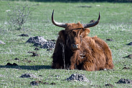 Scottish Highland