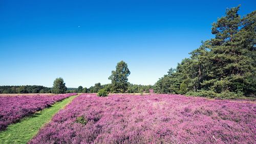 Heath landscape