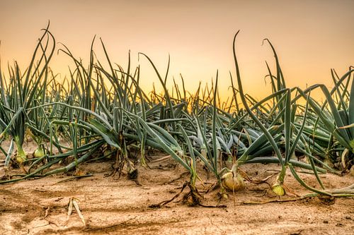 Uienveld bij zonsopkomst