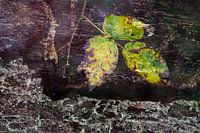 Nature-Art 002