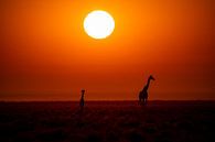 Zonsopgang in Afrika van Omega Fotografie thumbnail