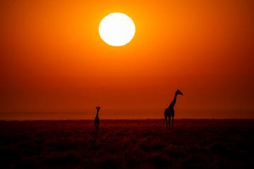 Zonsopgang in Afrika van Omega Fotografie