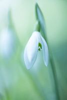 Perce-neige